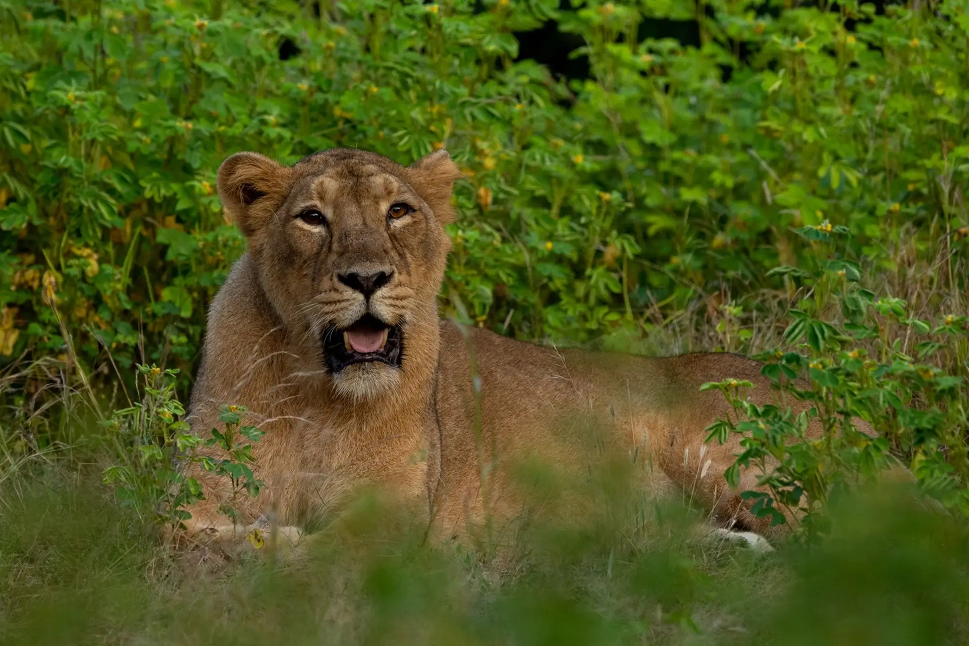 Gir National Park Online Safari Booking