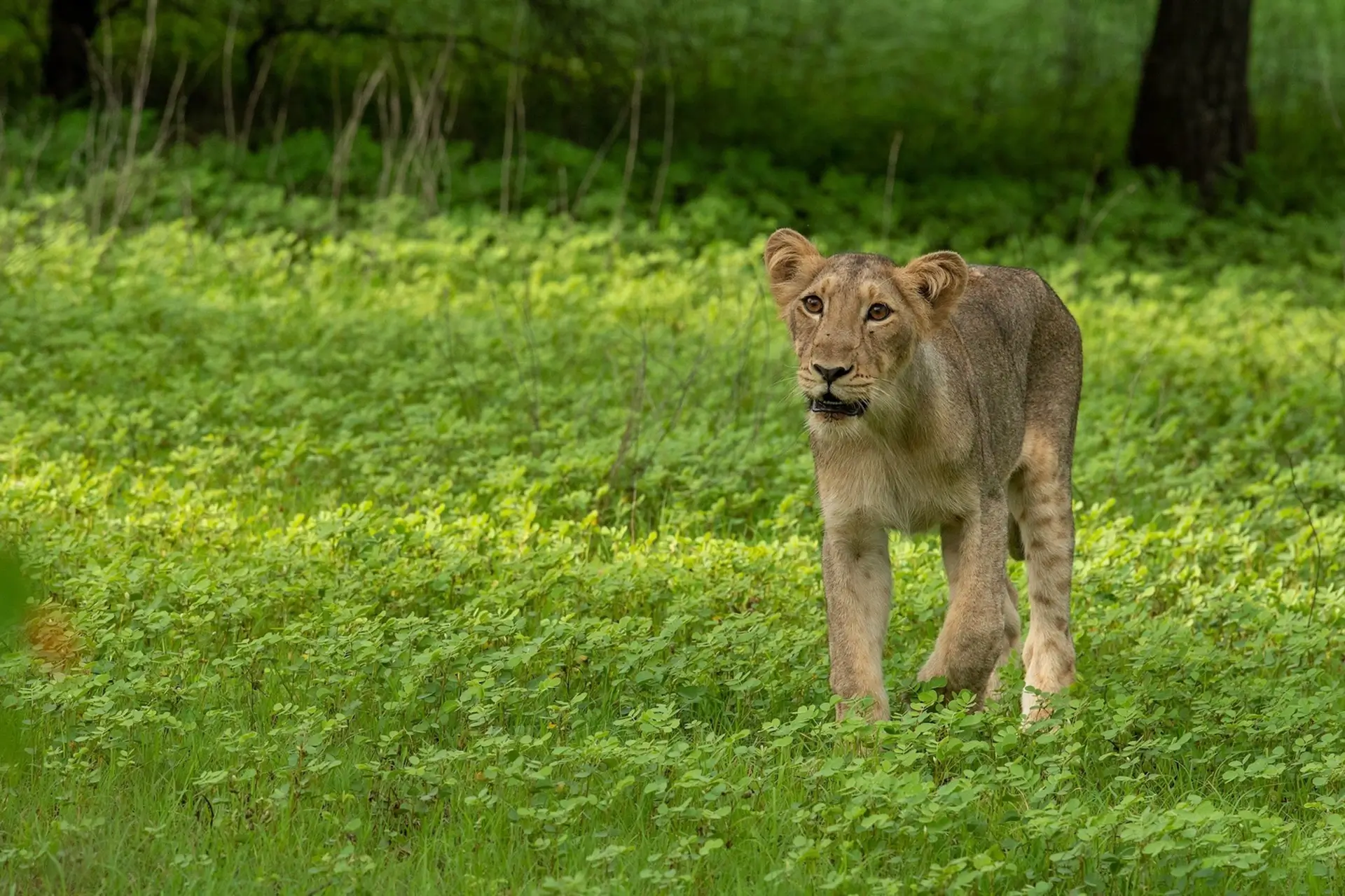 Gir Online Safari Booking