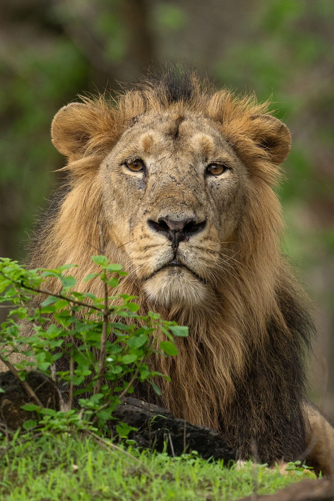 Gir National Park Safari Booking
