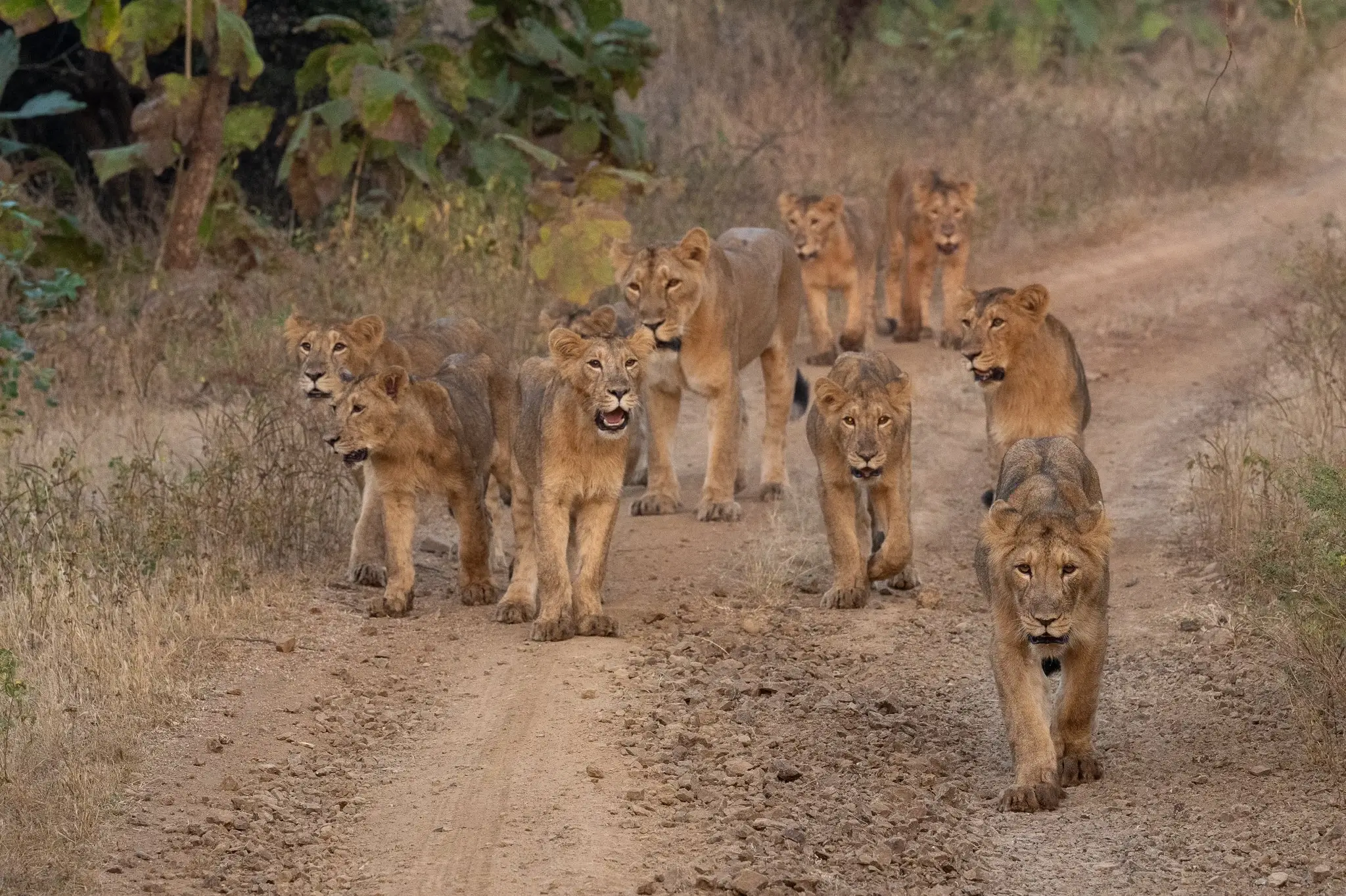 Gir National Park Safari Booking