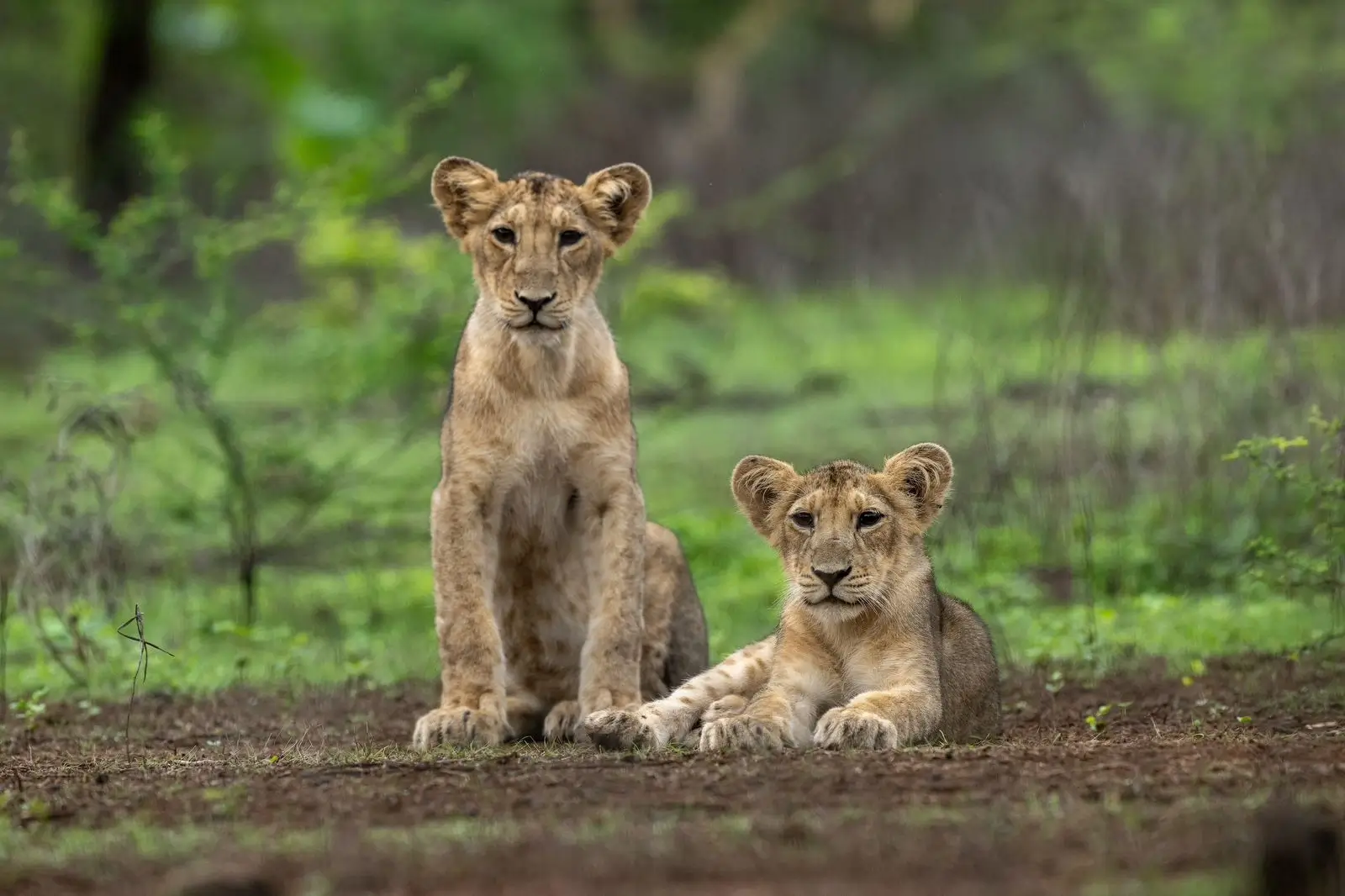 Gir National Park Safari Booking