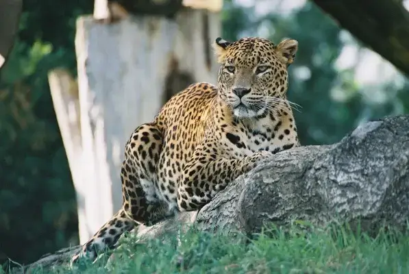 Leopard in Gir Gujarat