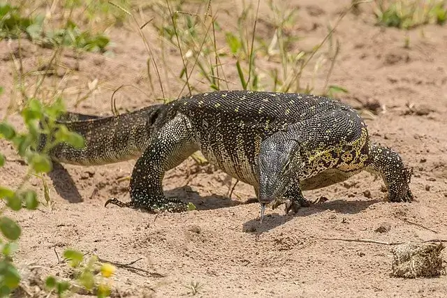 Fauna Wildlife In Gir National Park Gujarat