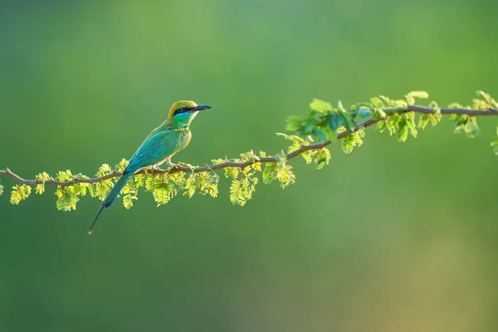 Nalsarovar Bird Sanctuary image