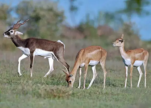 Narayan Sarovar Wildlife Sanctuary Gujarat