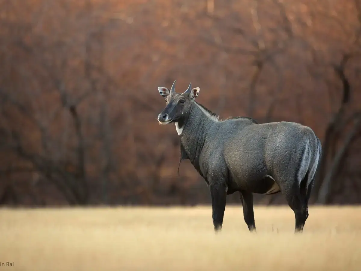 Nilgai in Gir Gujarat