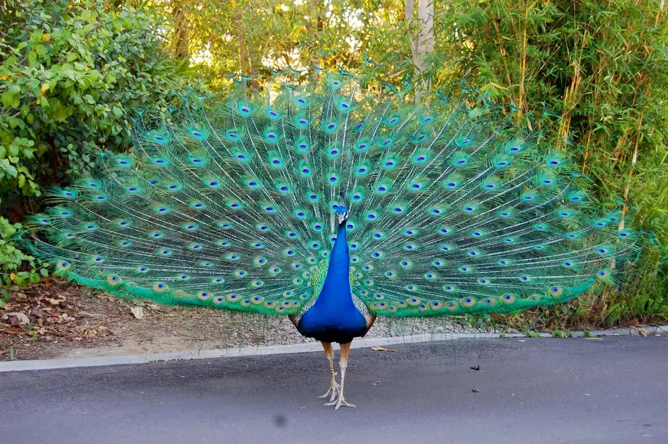 Rampara Wildlife Sanctuary Gujarat