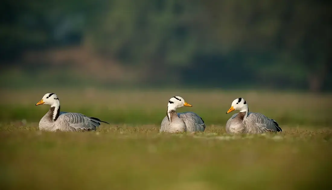 Thol Lake Bird Sanctuary image