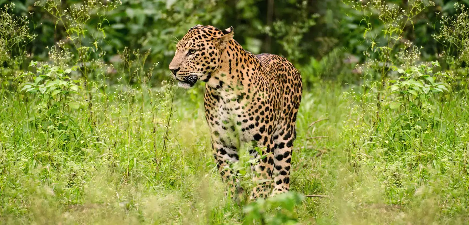 Vansda National Park Gujarat