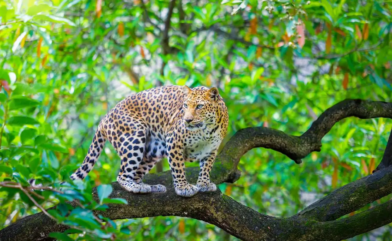 vansda national park image