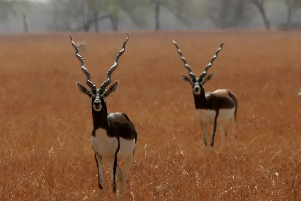 blackbuck national Park image