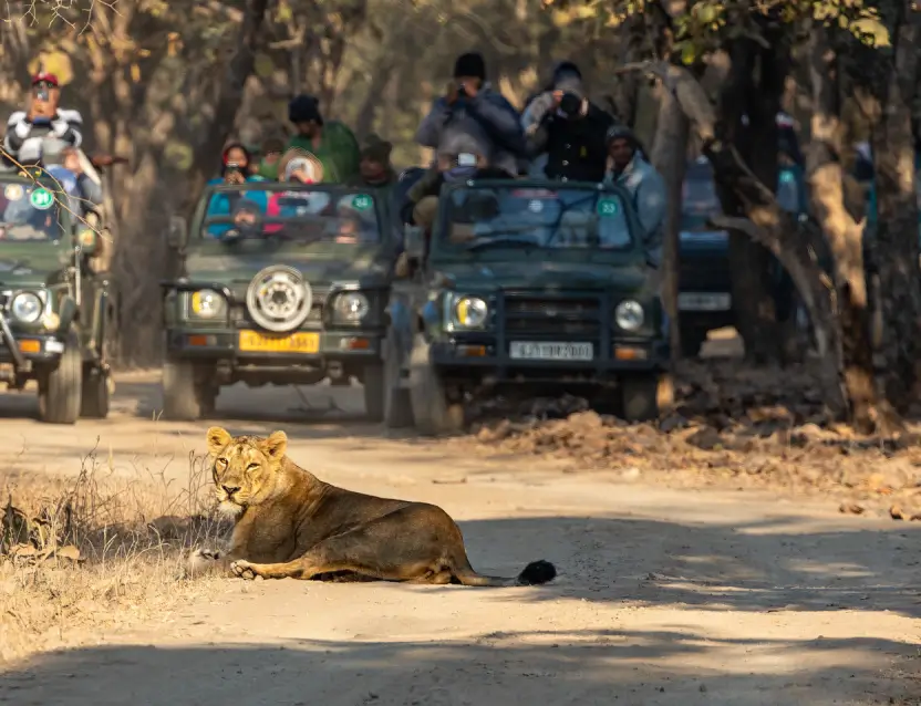 Gujarat Wildlife Safari
