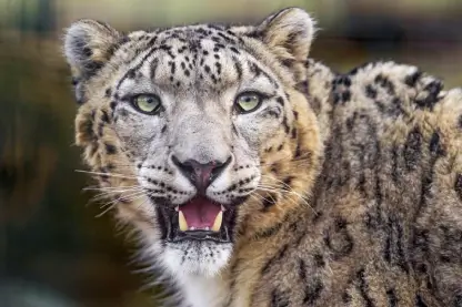 Snow Leopard and Lion Tour